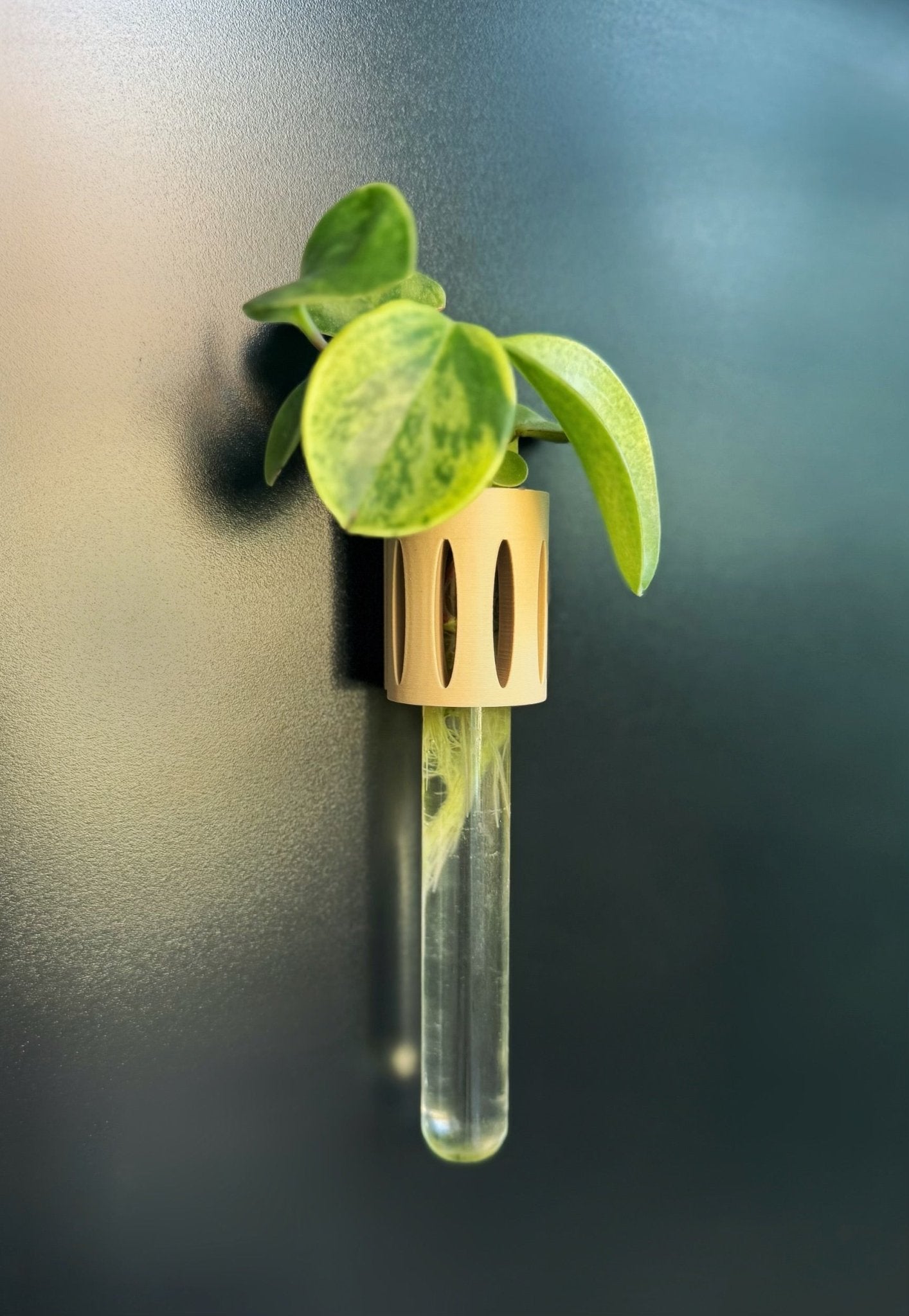 The Magroot propagation station, a 3D-printed magnetic test tube holder for easy plant propagation